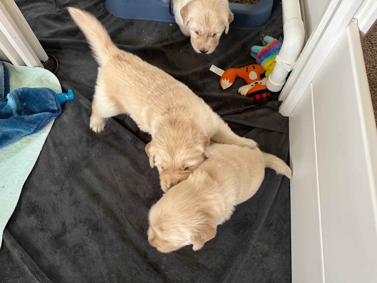 Golden Retriever Puppies breeder image 3