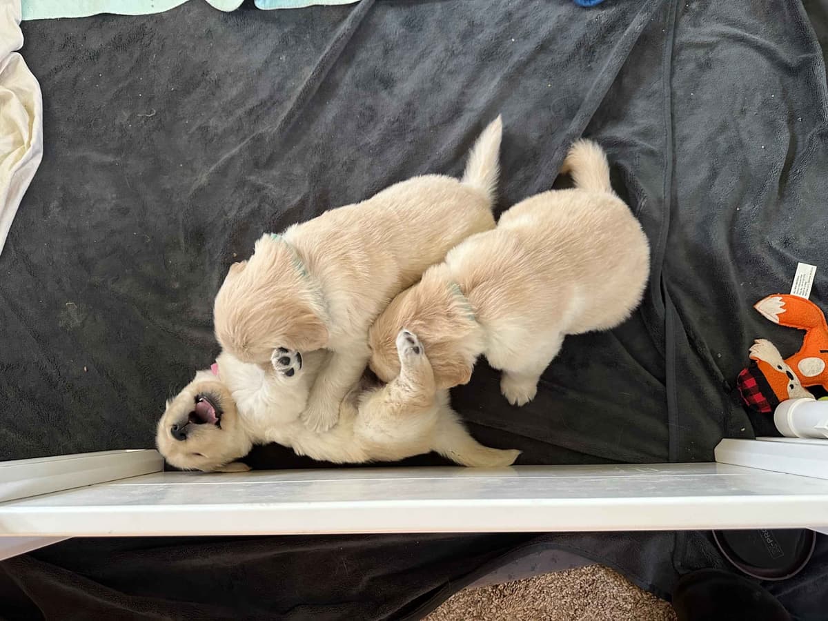 Golden Retriever Puppies breeder image 4