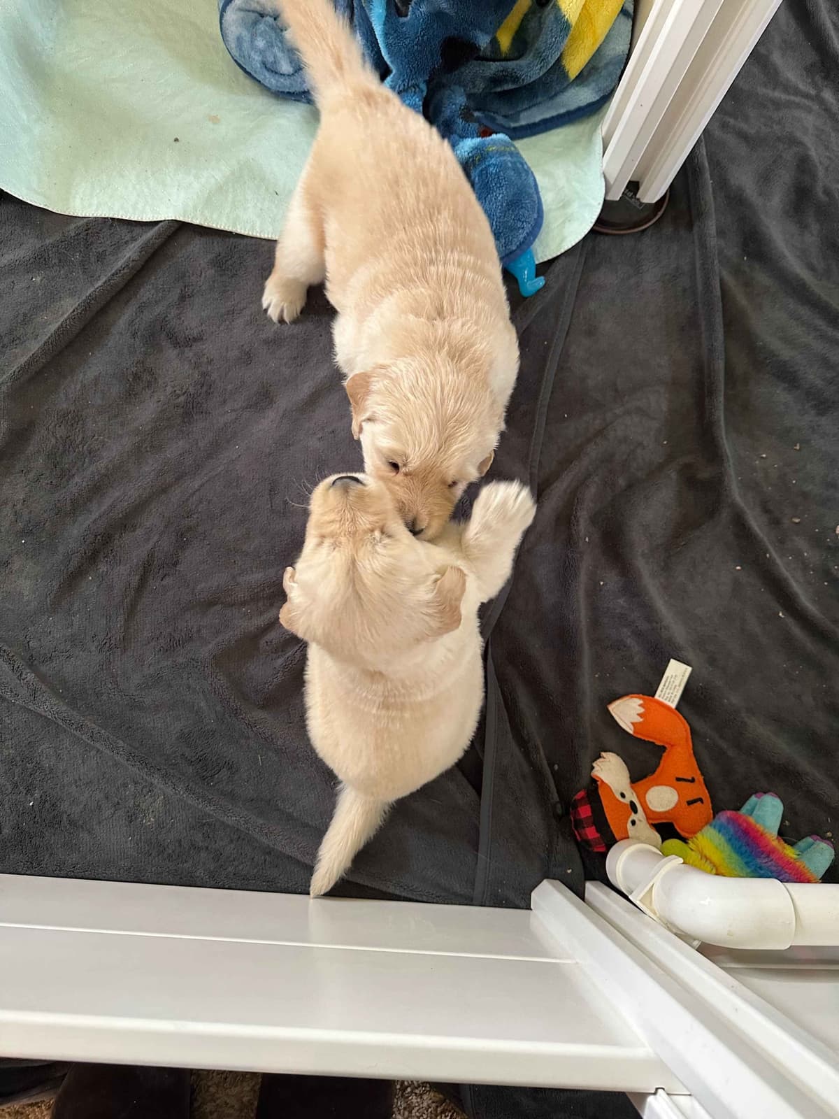 Golden Retriever Puppies breeder image 5