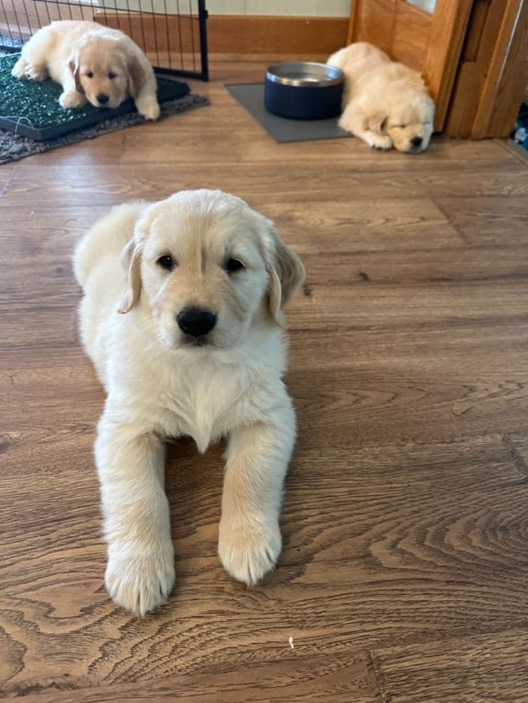 Golden Retriever Puppies breeder image 7