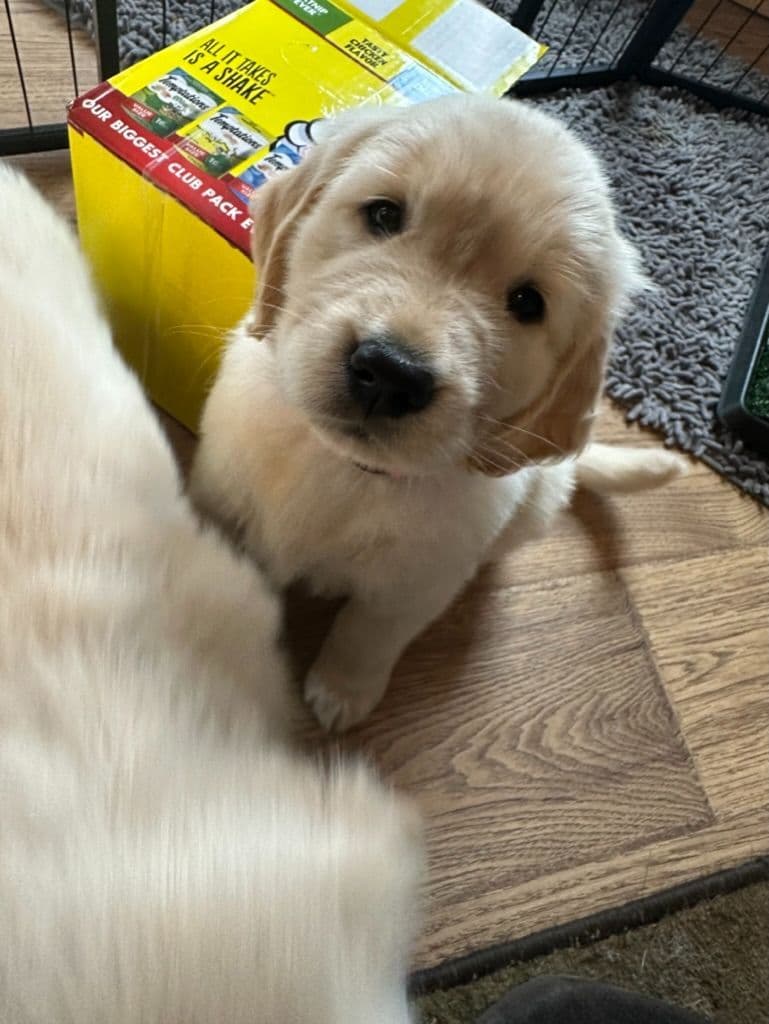 Golden Retriever Puppies breeder image 8