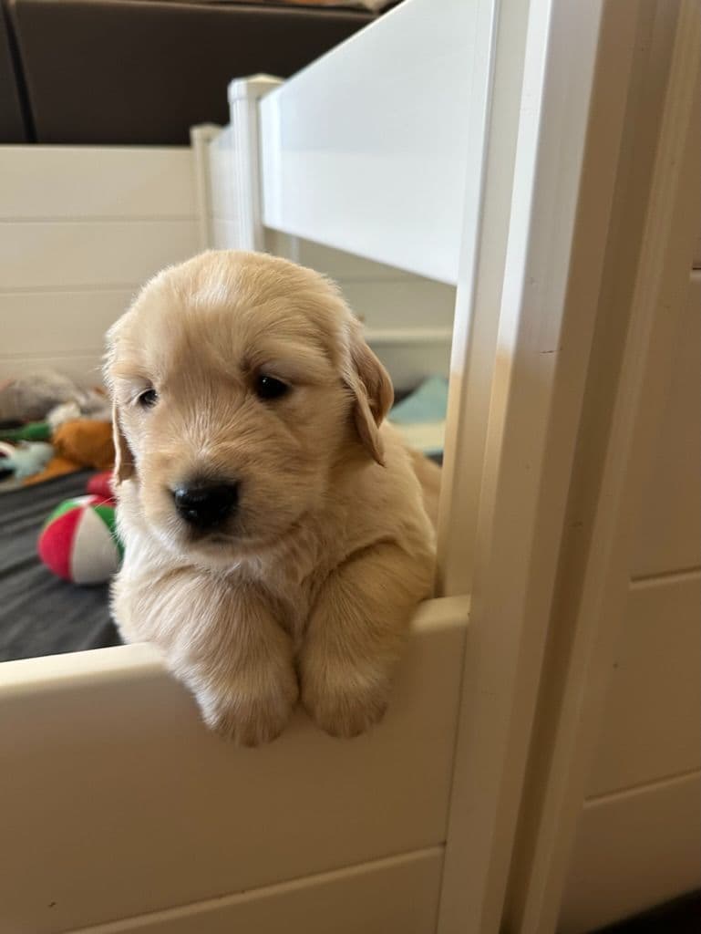 Golden Retriever Puppies breeder image 10