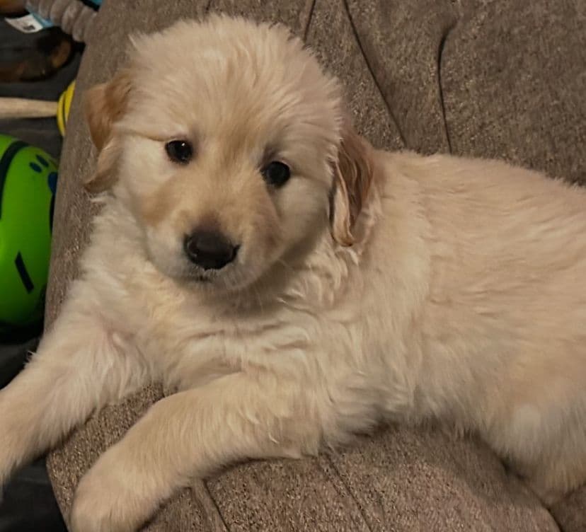 Golden Retriever Puppies breeder image 11