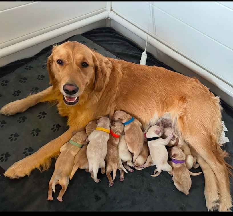 Golden Retriever Puppies breeder image 12