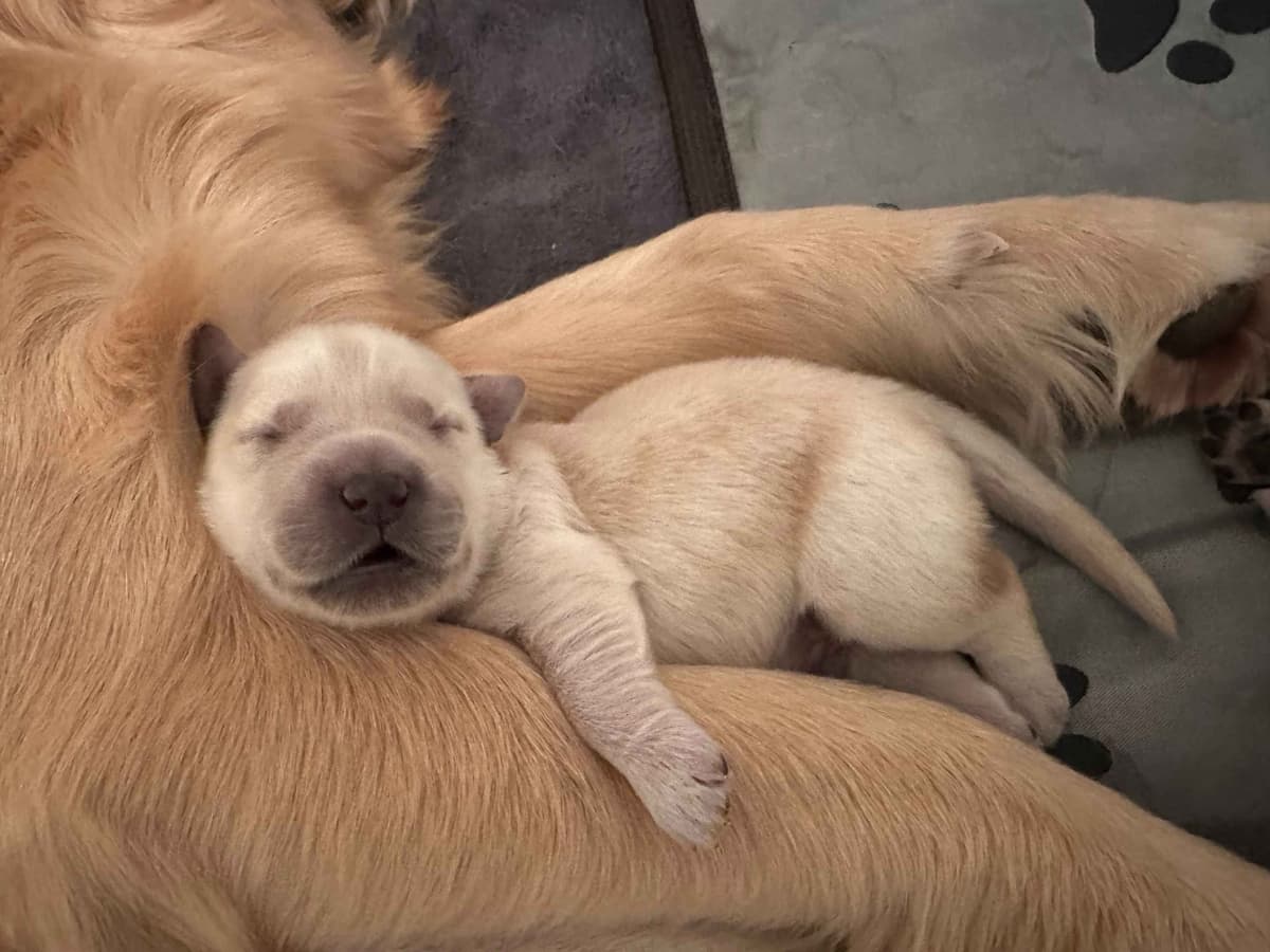 Golden Retriever Puppies breeder image 13