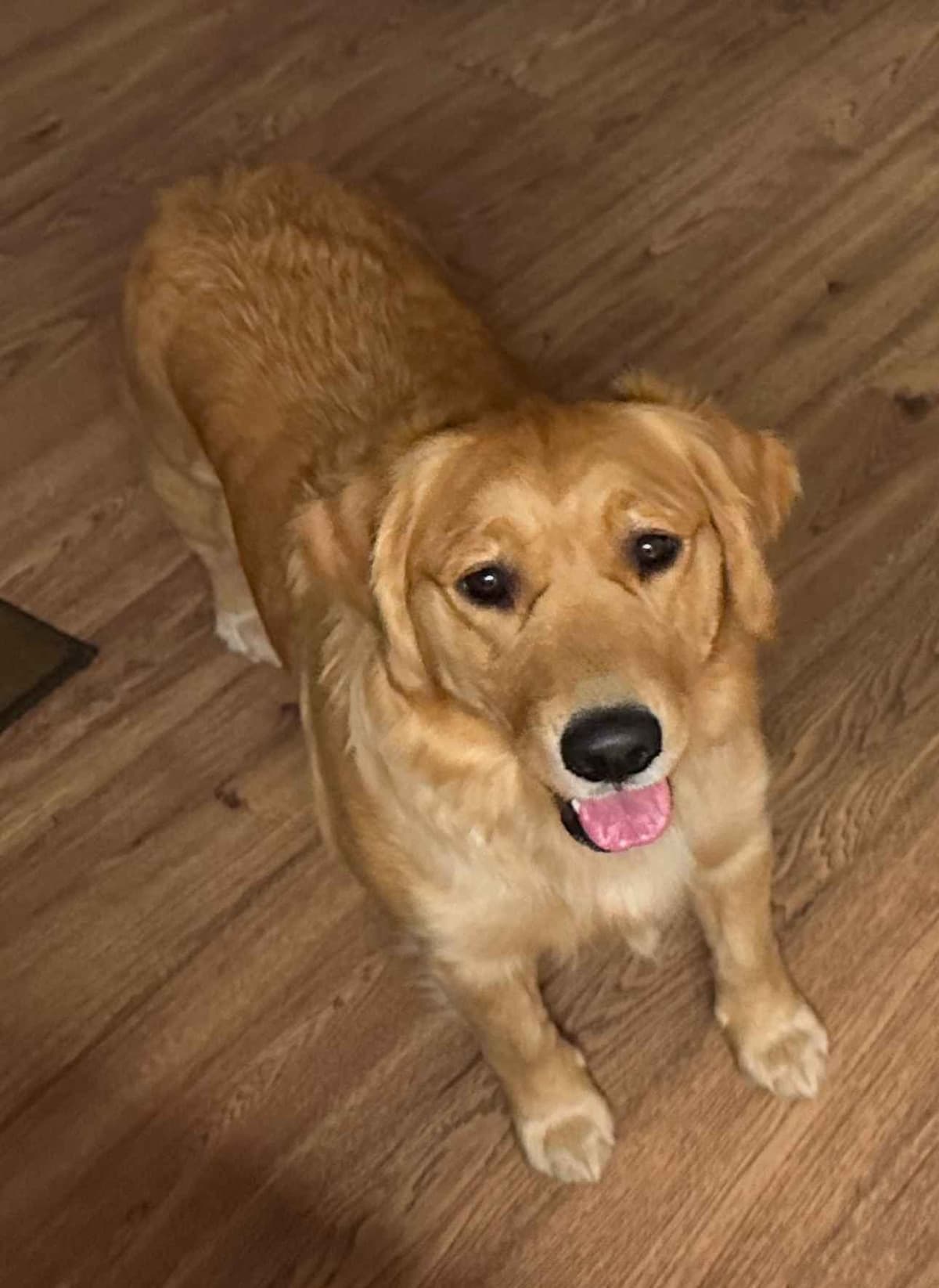 Golden Retriever Puppies breeder image 14
