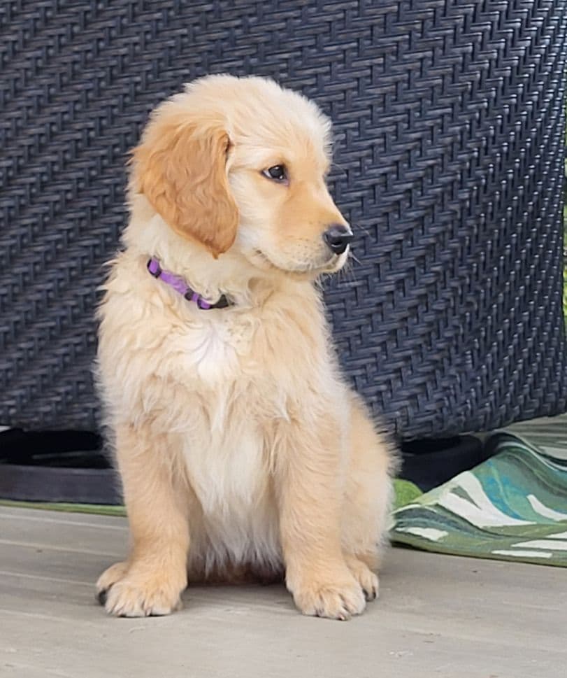 Golden Retriever Puppies breeder image 15