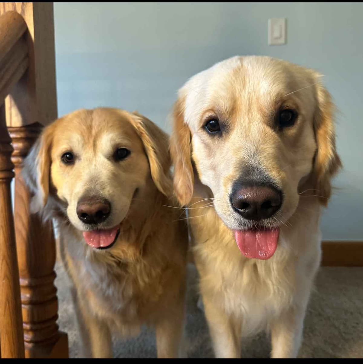 Golden Retriever Puppies breeder image 16