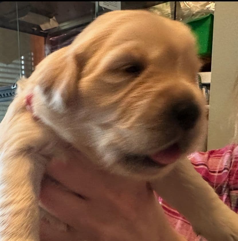 Golden Retriever Puppies breeder image 17