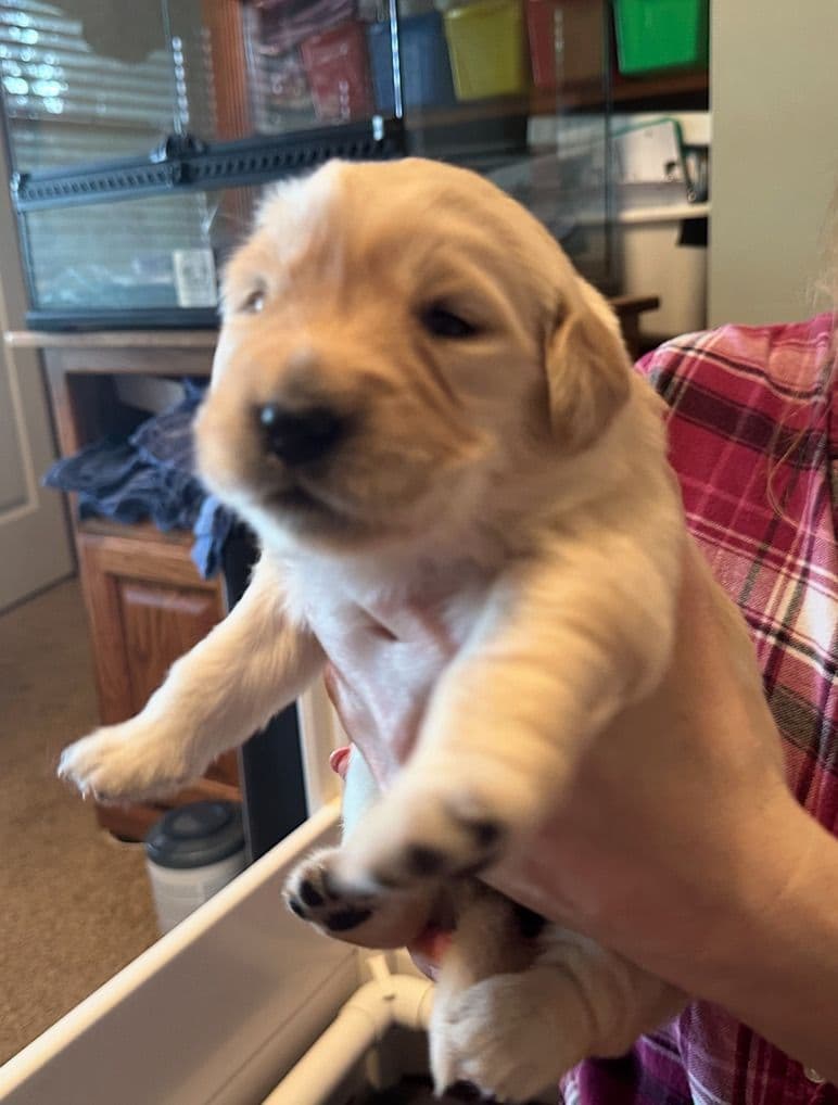 Golden Retriever Puppies breeder image 19