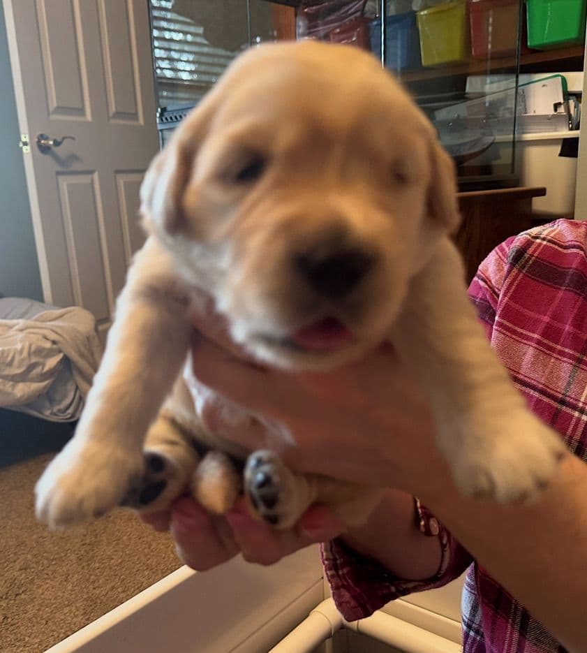 Golden Retriever Puppies breeder image 20