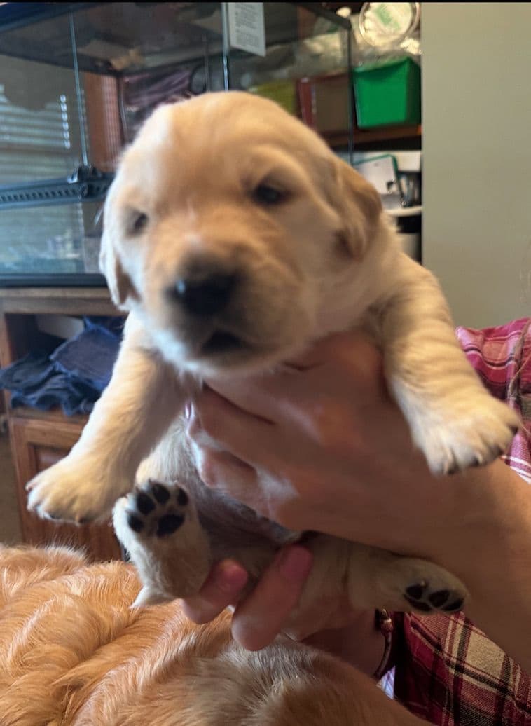 Golden Retriever Puppies breeder image 22