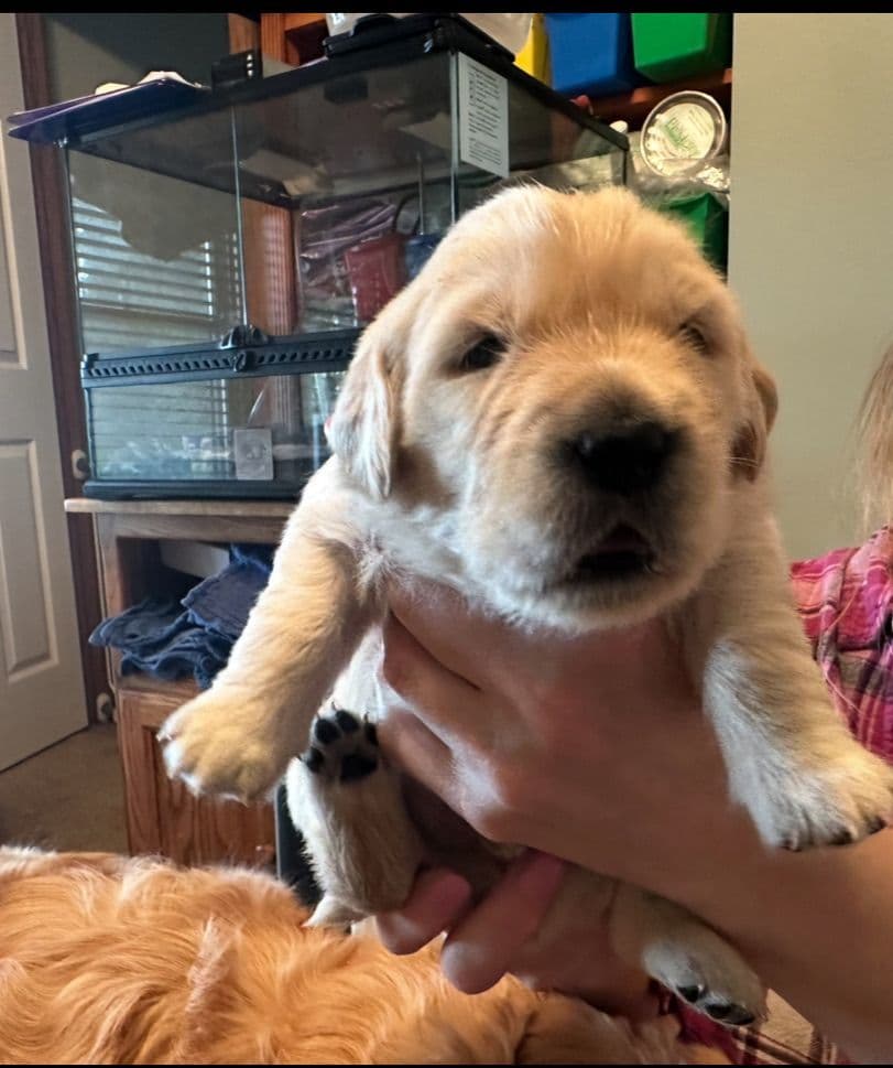 Golden Retriever Puppies breeder image 23
