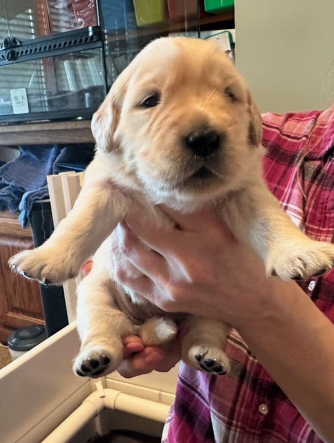 Golden Retriever Puppies breeder image 24