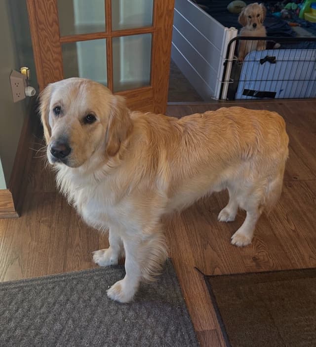 Golden Retriever Puppies media 2