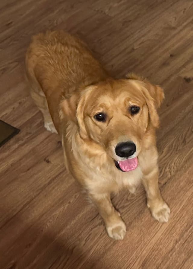 Golden Retriever Puppies media 3