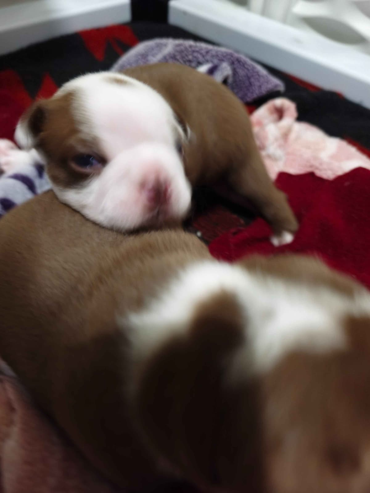 Boston Terrier Puppies breeder image 2