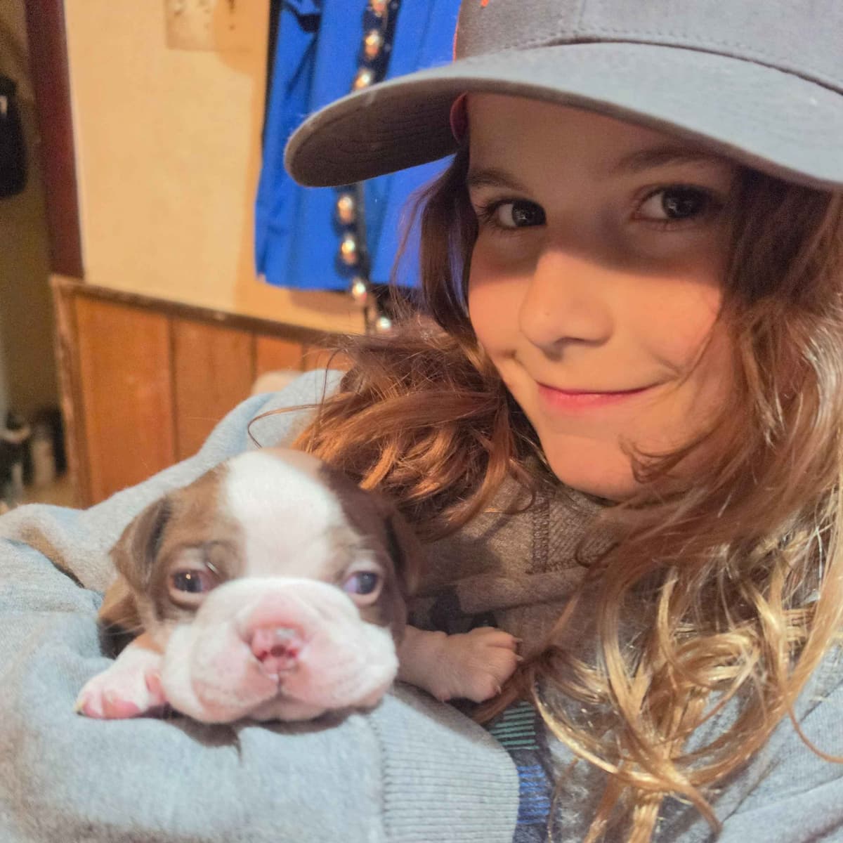 Boston Terrier Puppies breeder image 6
