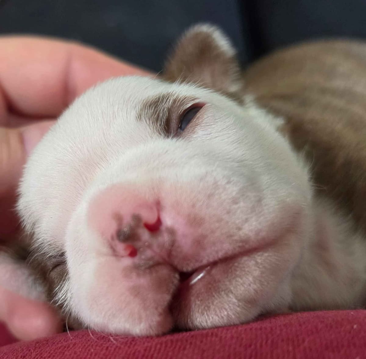 Boston Terrier Puppies breeder image 5