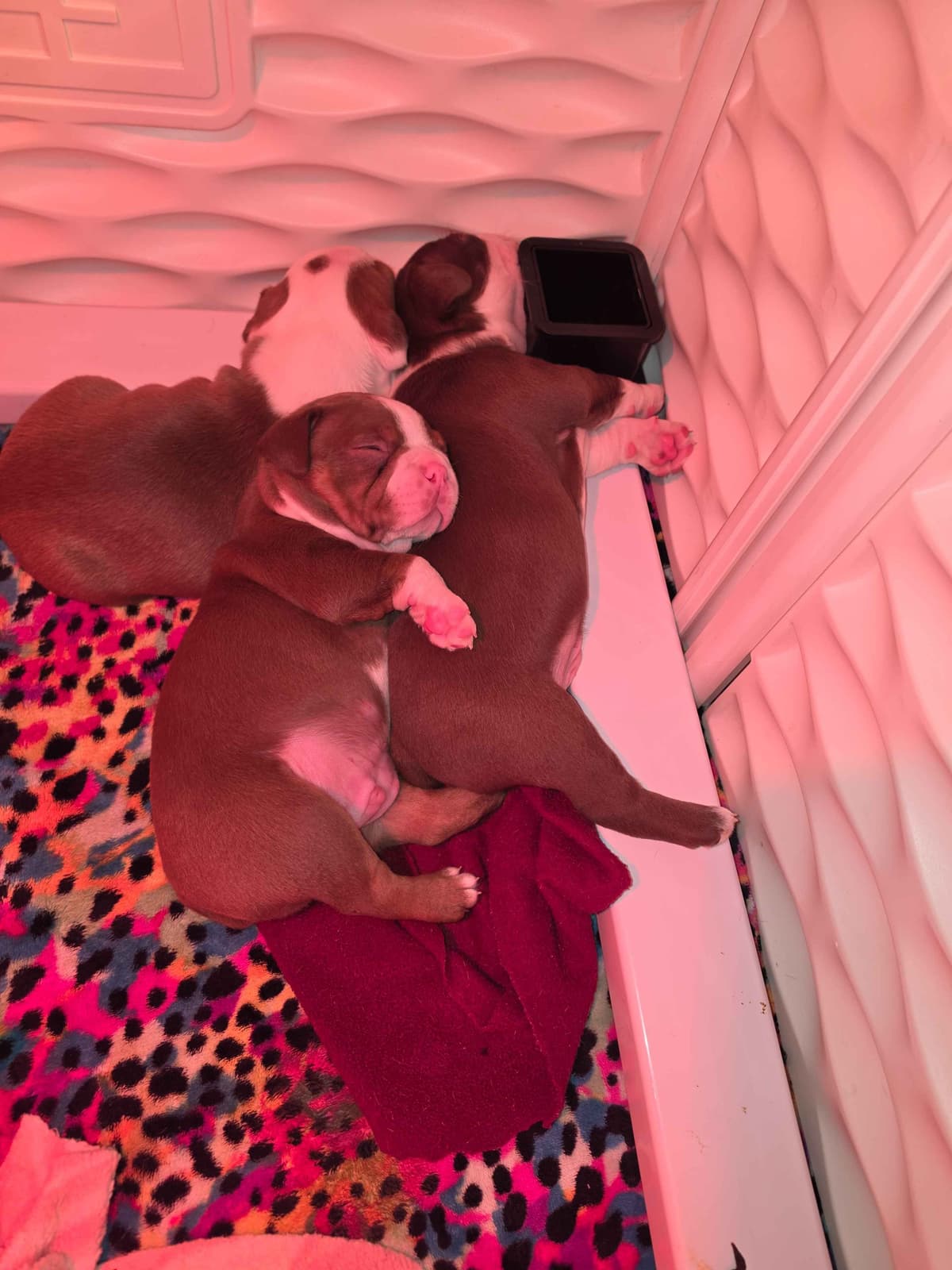 Boston Terrier Puppies breeder image 9