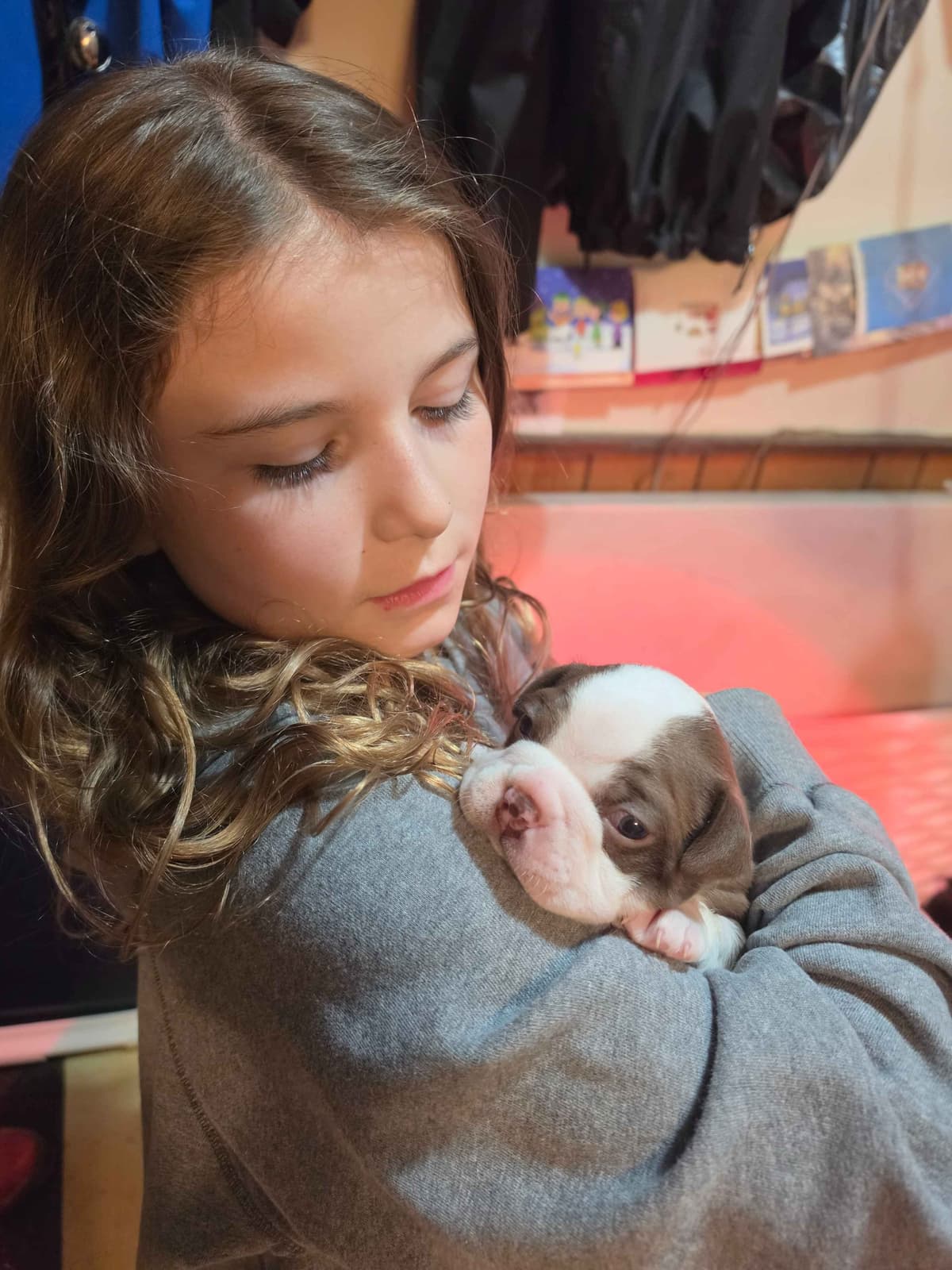 Boston Terrier Puppies breeder image 11