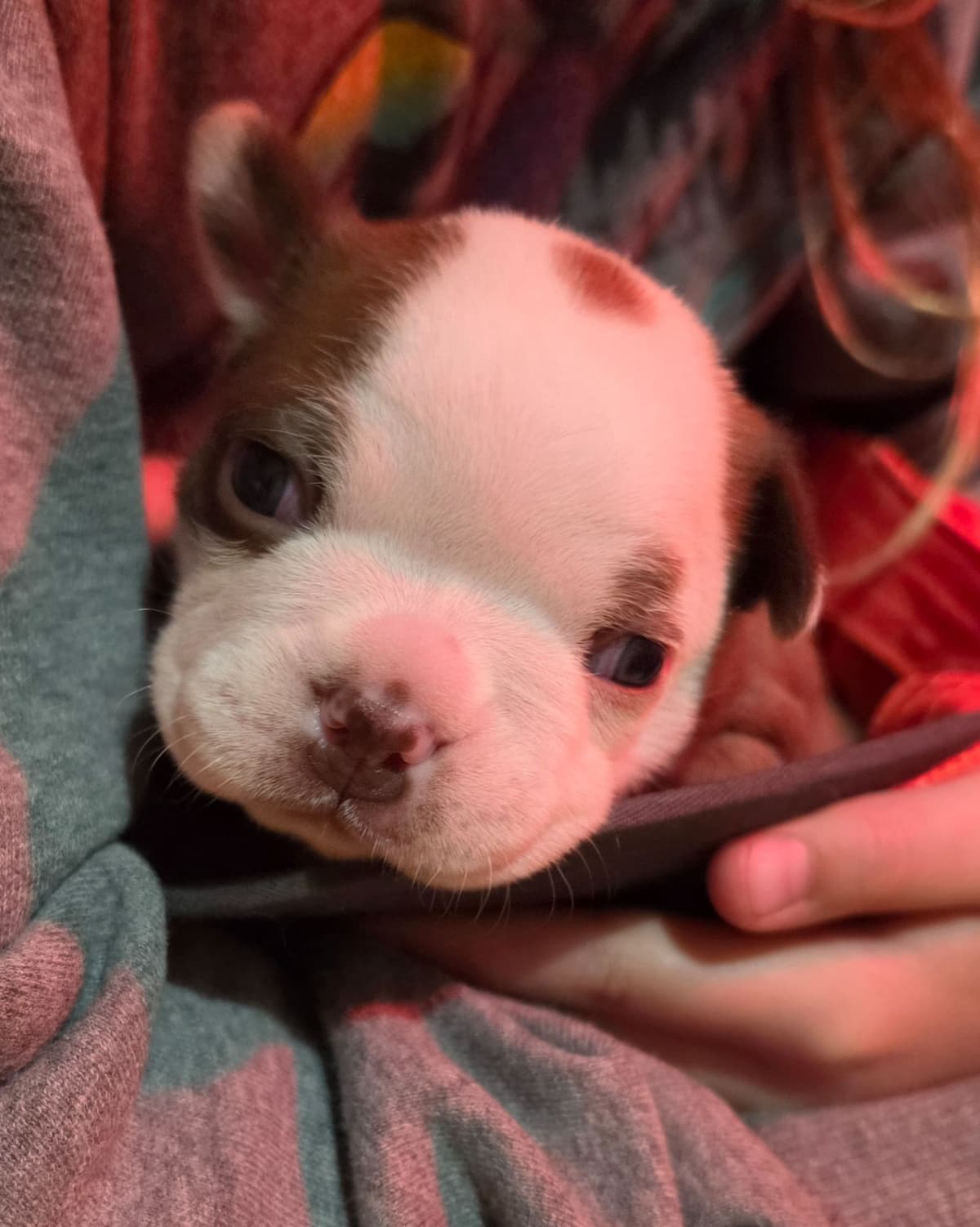 Boston Terrier Puppies breeder image 8