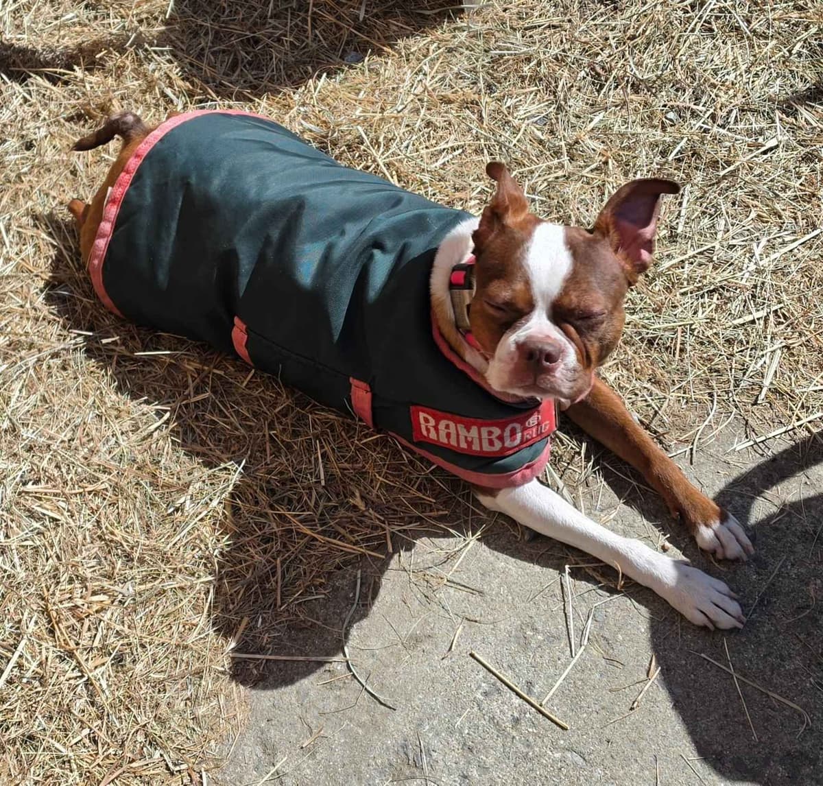 Boston Terrier Puppies breeder image 10