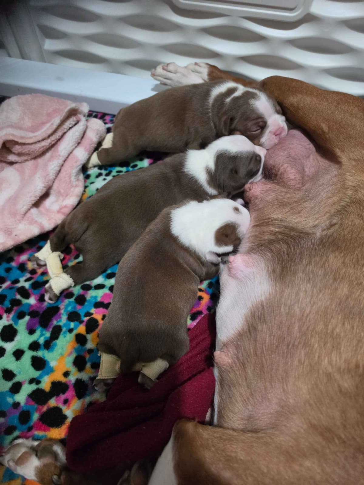 Boston Terrier Puppies breeder image 12