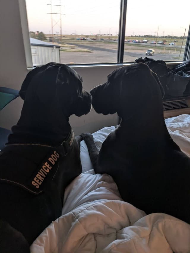 Great Dane Puppies media 7