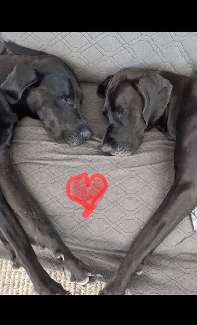 Great Dane Puppies media 8