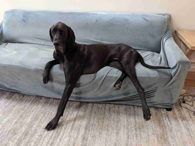 Great Dane Puppies media 10