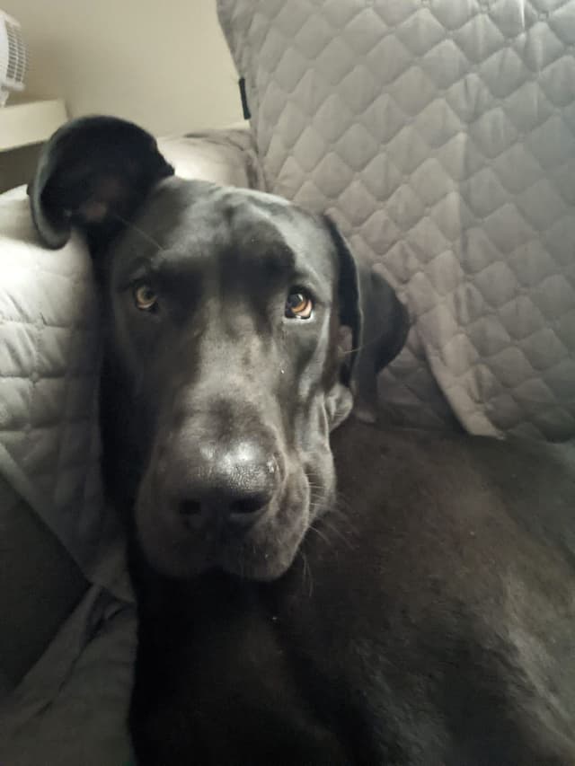 Great Dane Puppies media 11