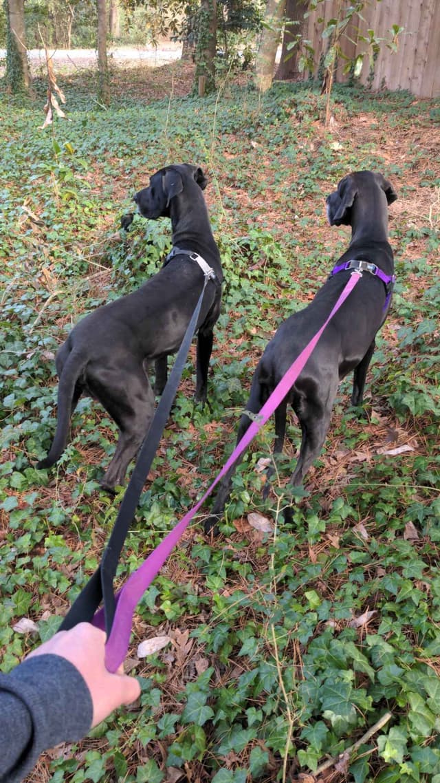 Great Dane Puppies media 12