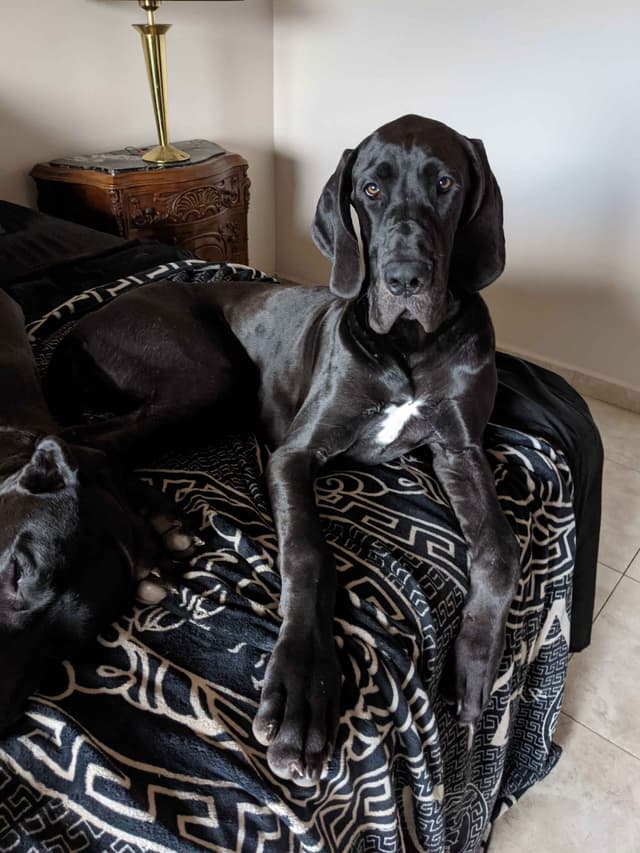 Great Dane Puppies media 13