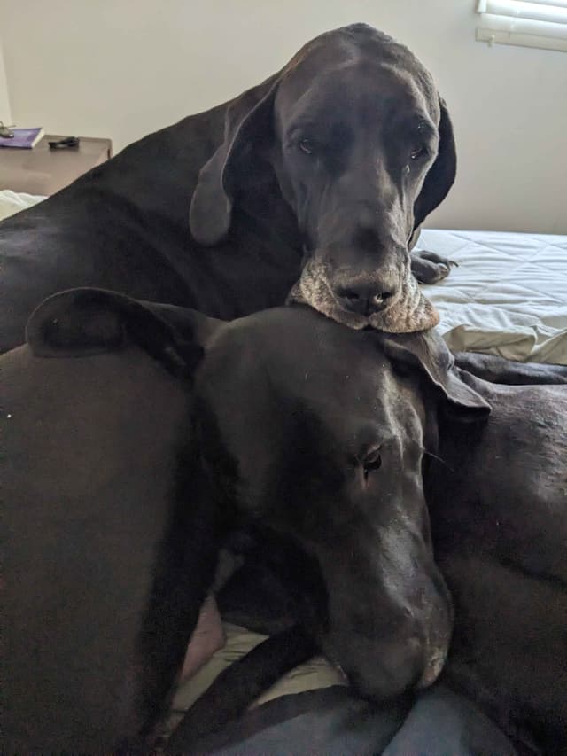 Great Dane Puppies media 15