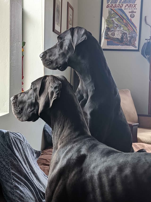 Great Dane Puppies media 16