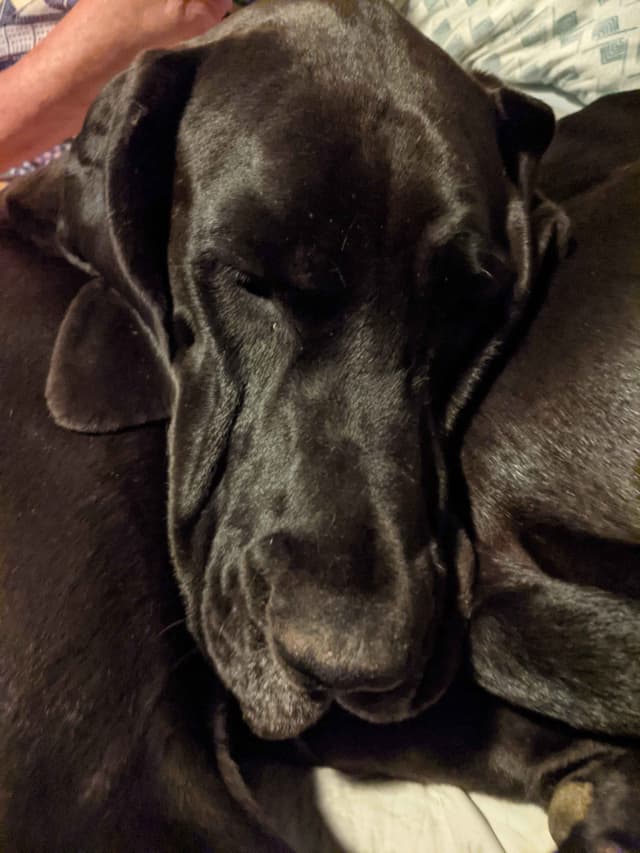 Great Dane Puppies media 18