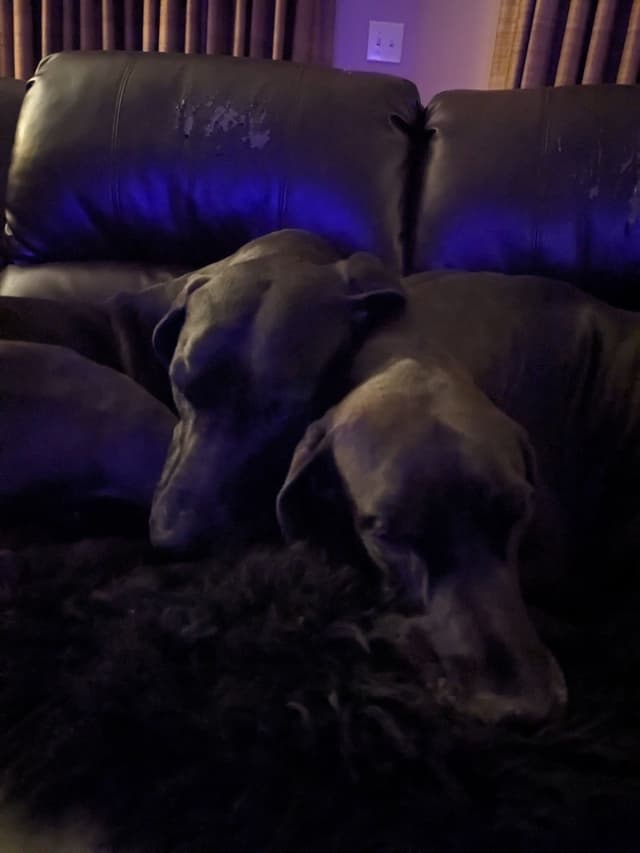 Great Dane Puppies media 21