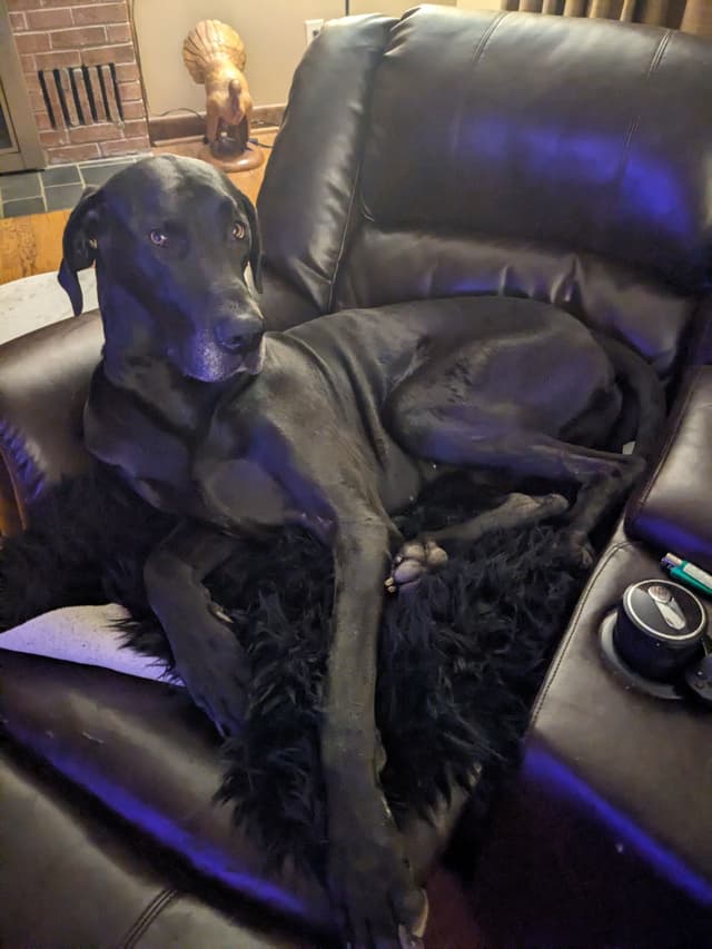 Great Dane Puppies media 22