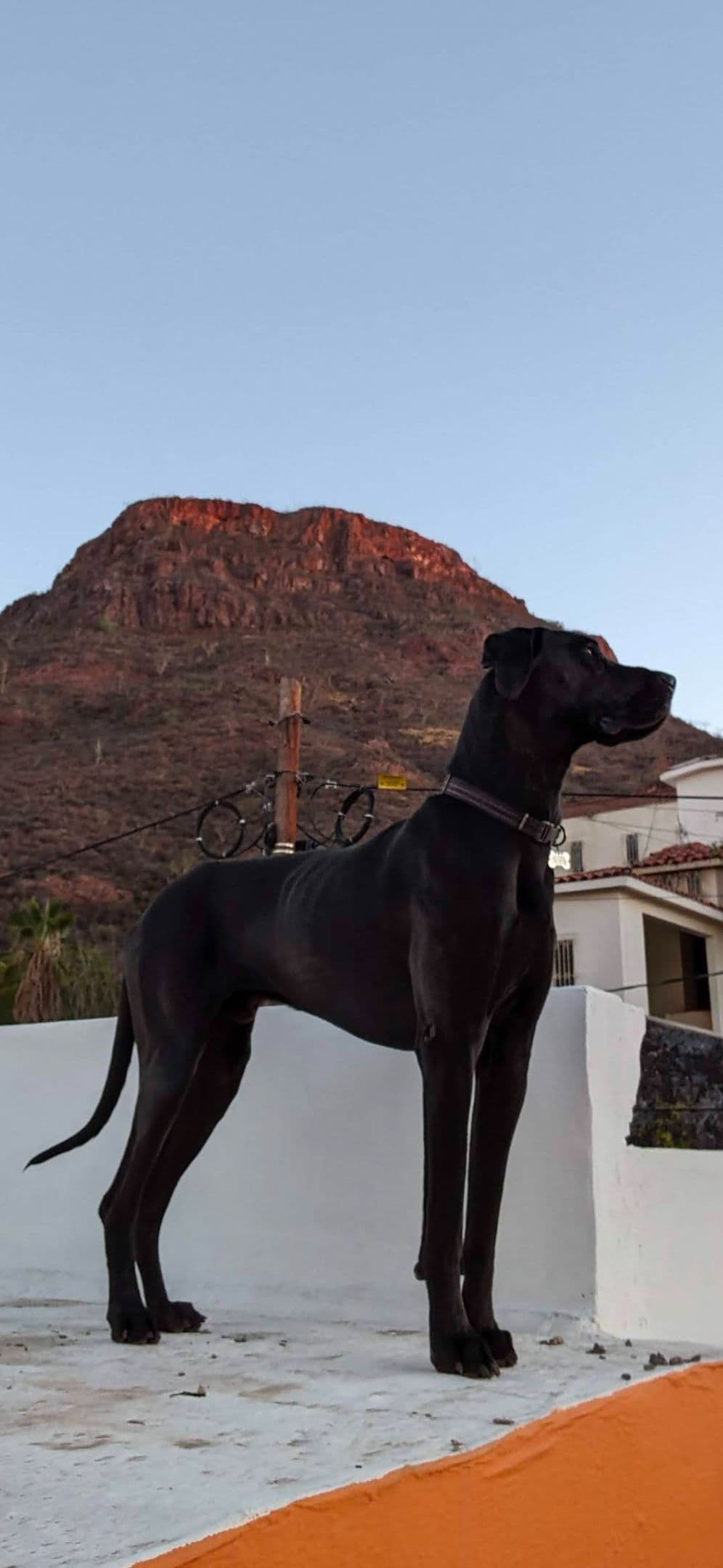 Great Dane Puppies breeder image 2