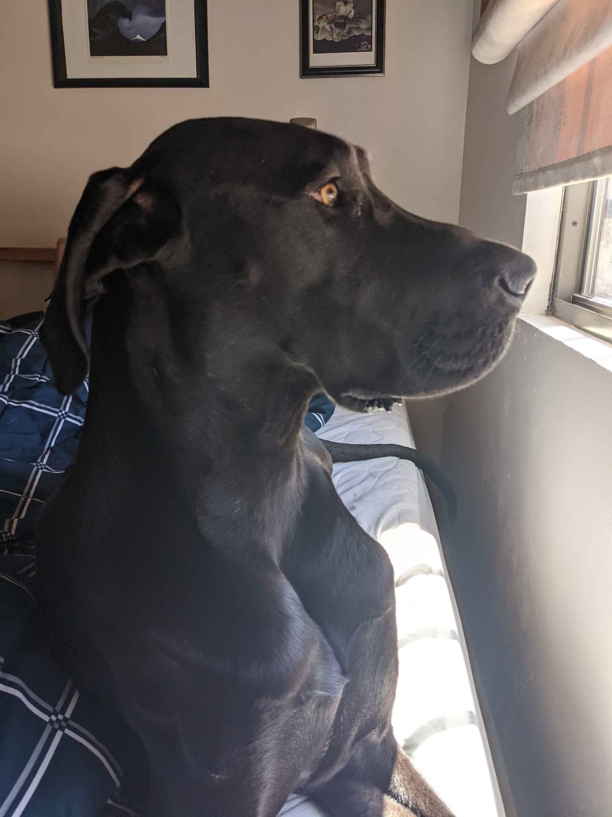 Great Dane Puppies breeder image 5