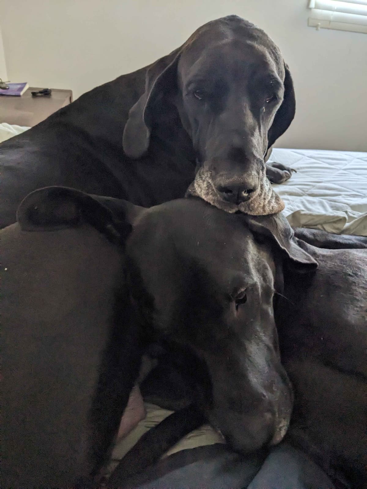 Great Dane Puppies breeder image 12