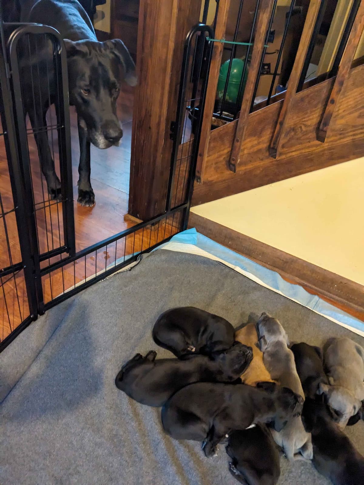 Great Dane Puppies breeder image 15