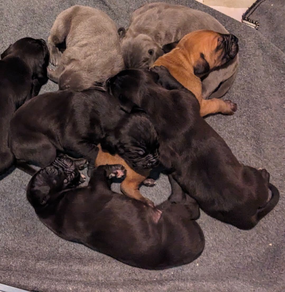 Great Dane Puppies breeder image 9