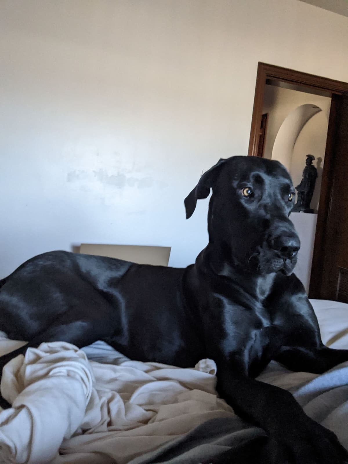 Great Dane Puppies breeder image 13