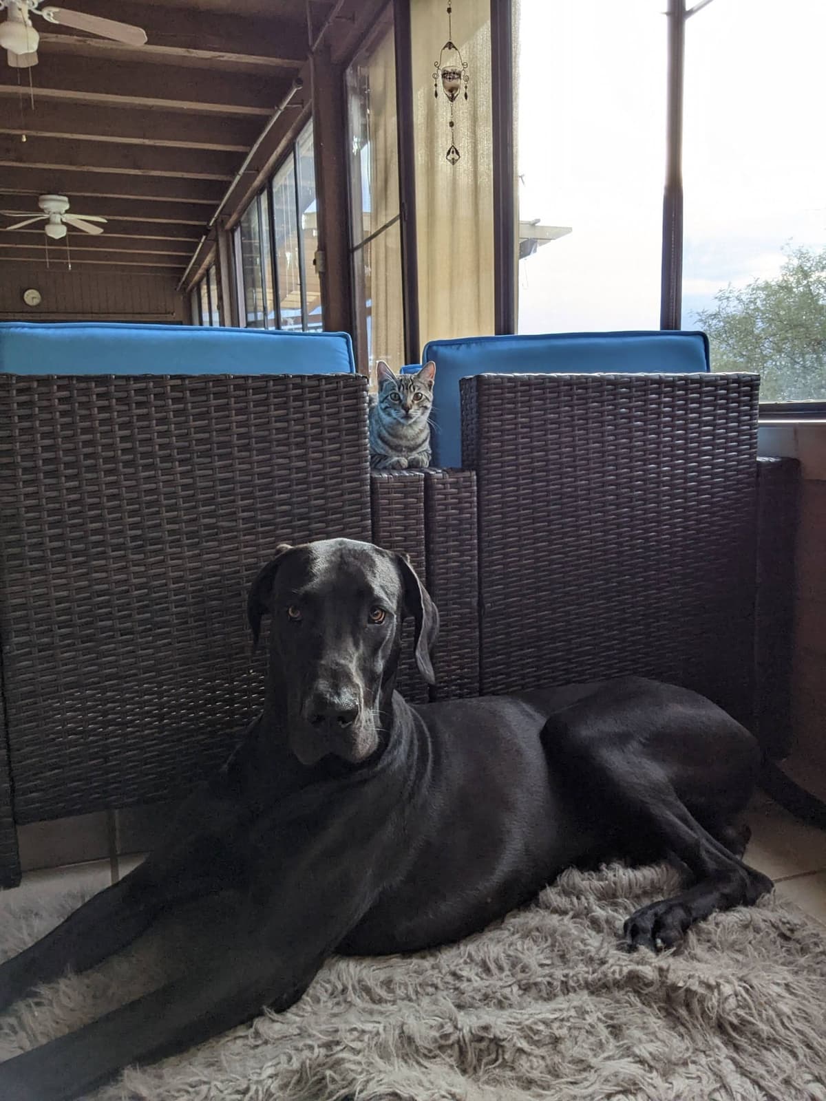 Great Dane Puppies breeder image 11
