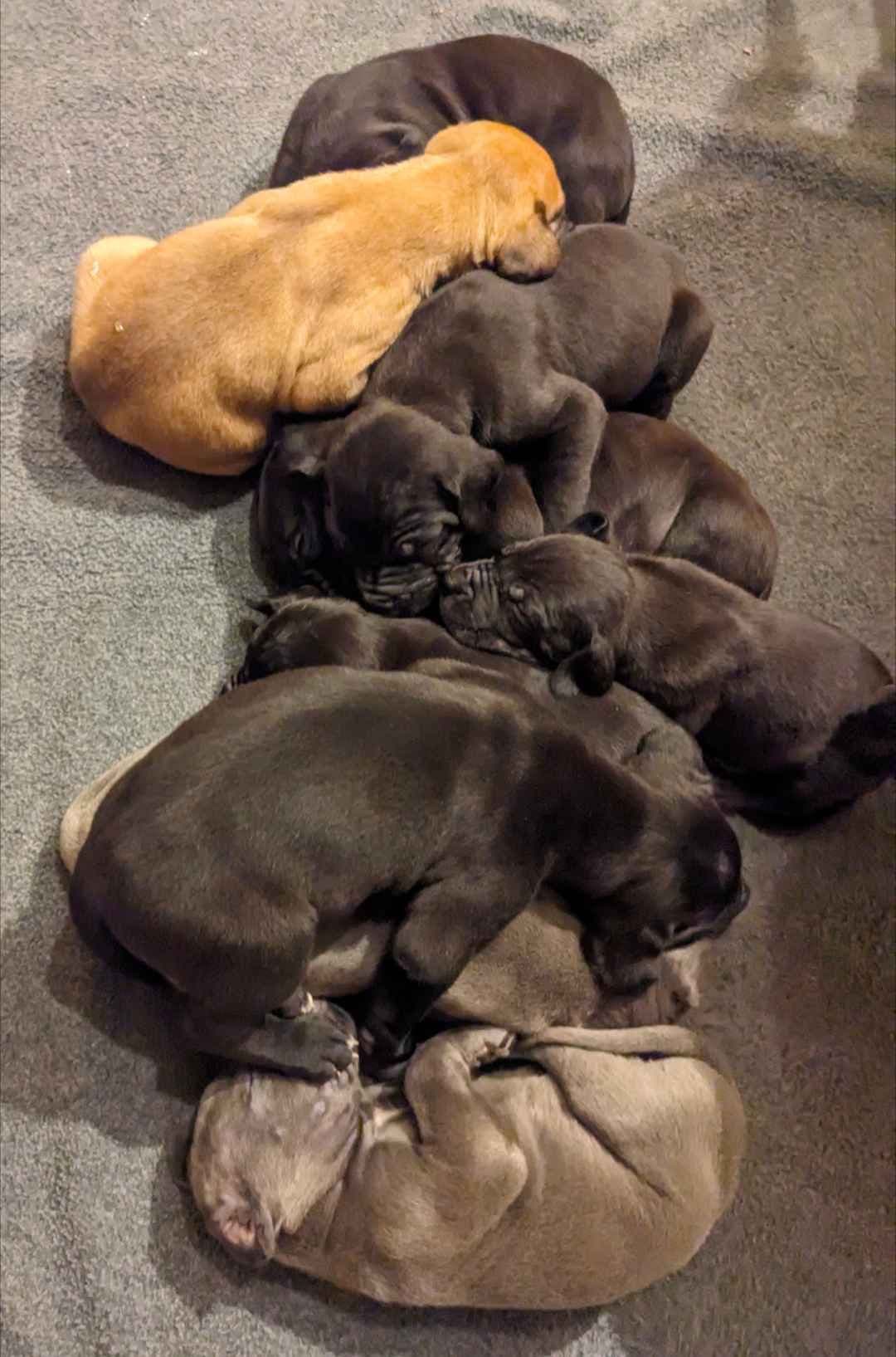 Great Dane Puppies breeder image 10