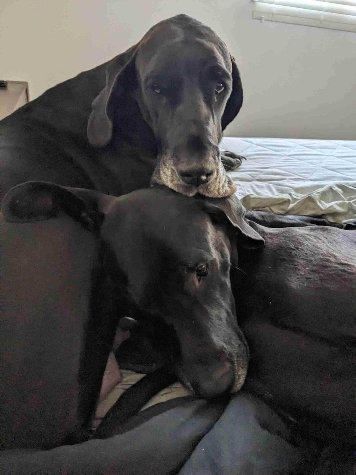 Great Dane Puppies breeder image 18