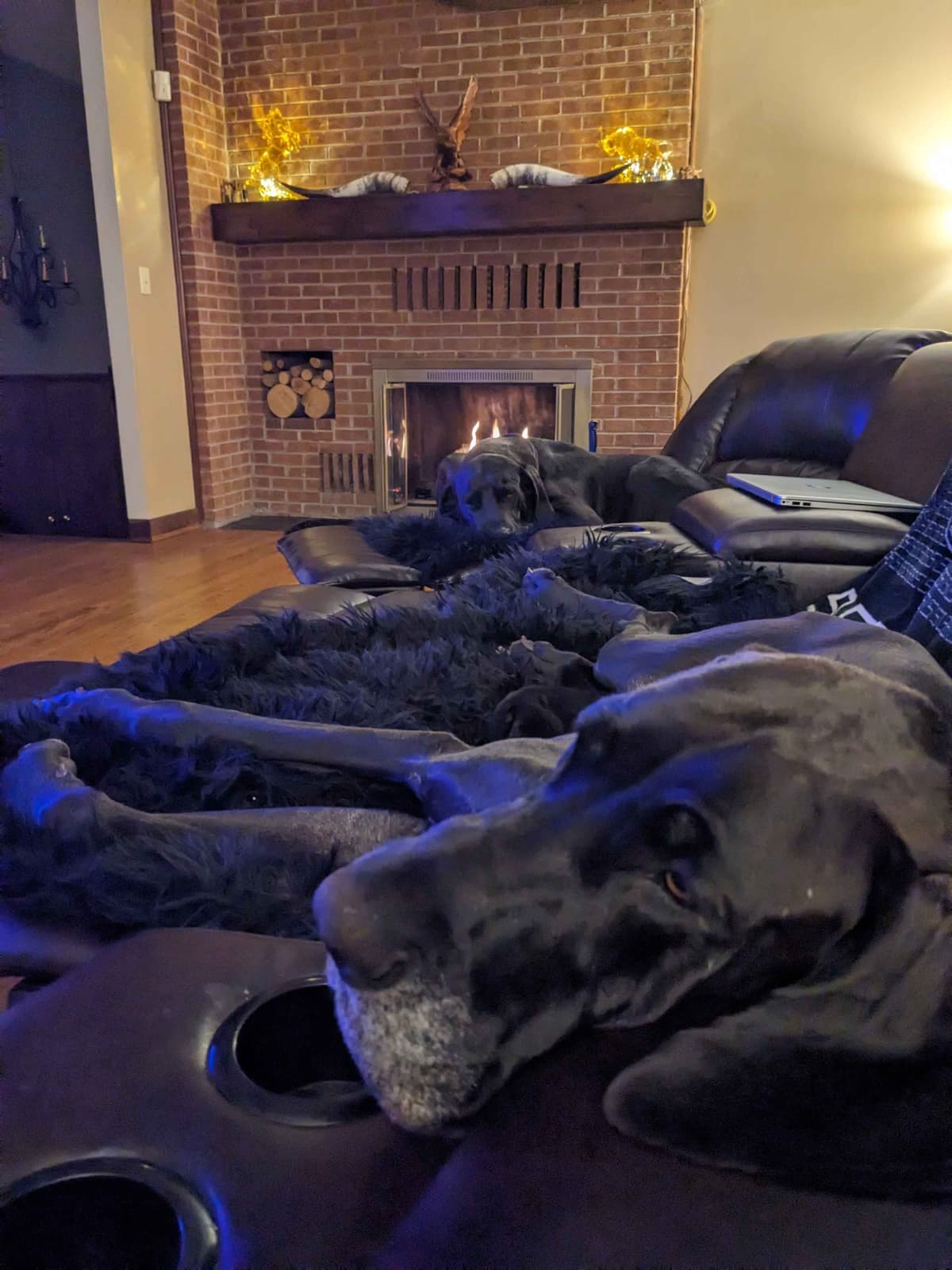 Great Dane Puppies breeder image 27