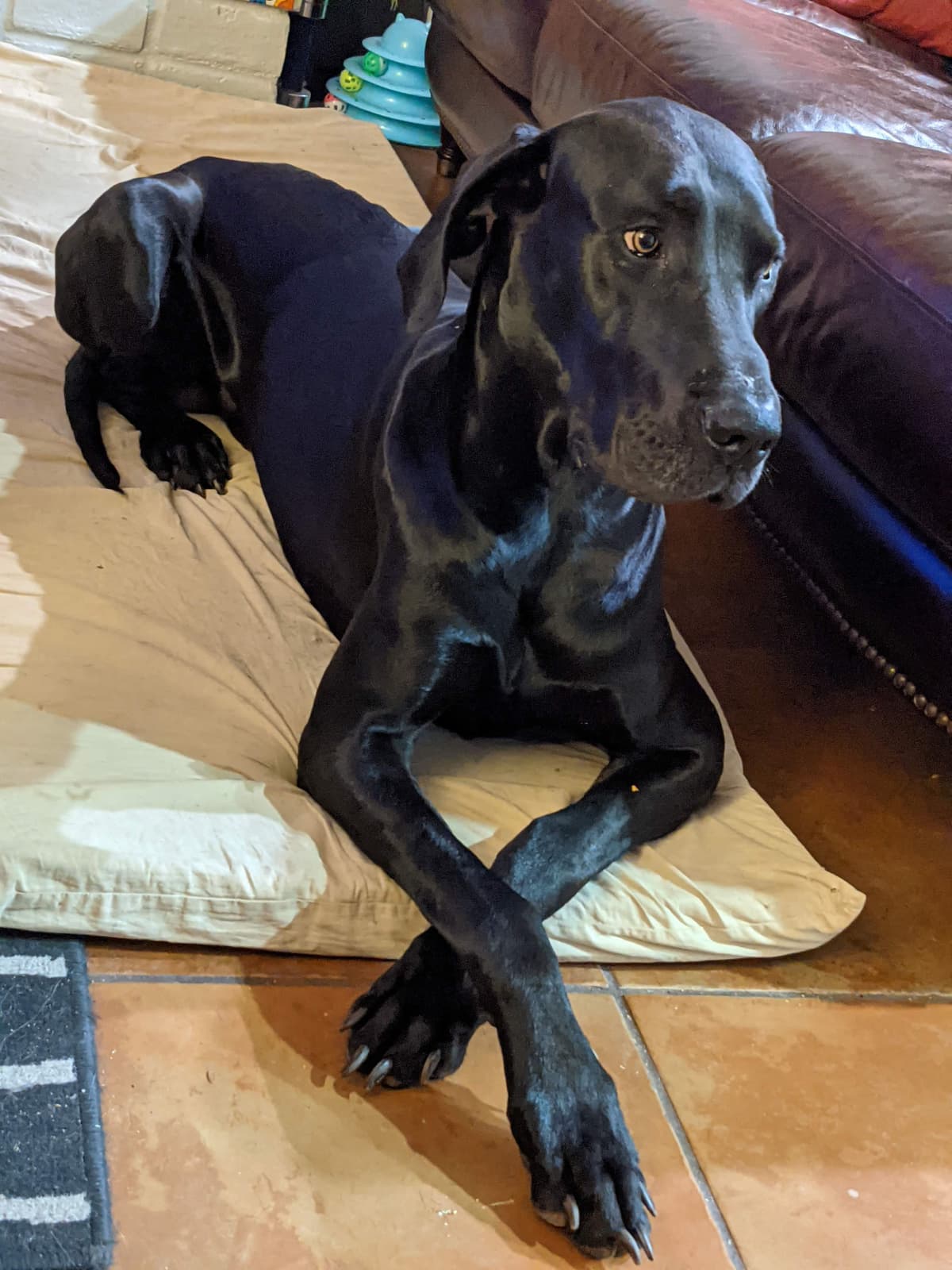 Great Dane Puppies breeder image 22